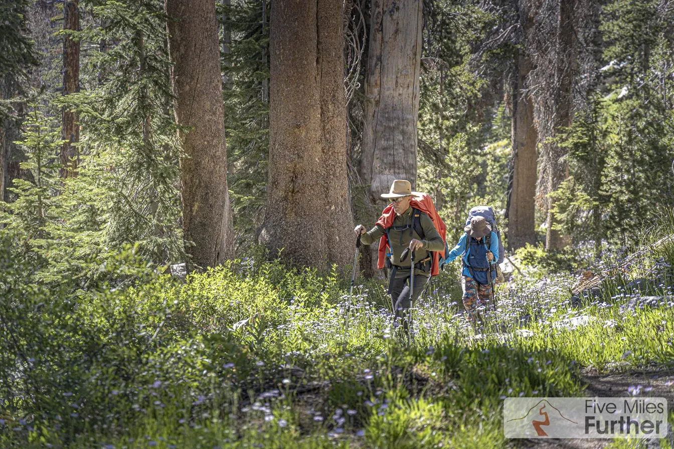 Hikers walking through a wildflower meadow among old-growth Sequoias