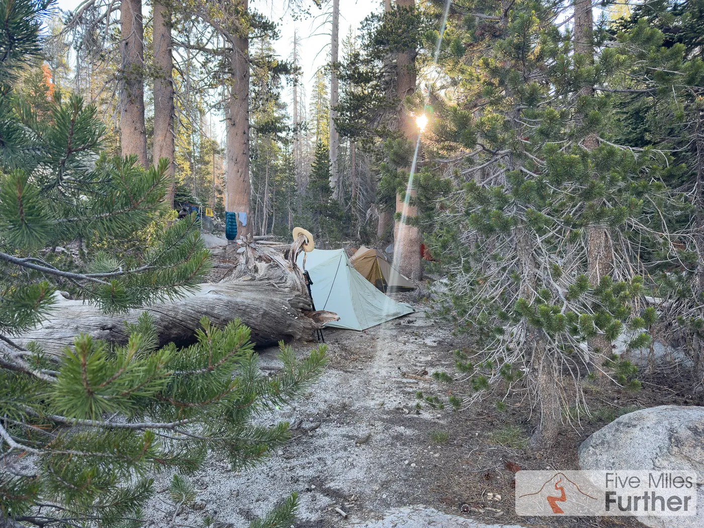 Backpacking campsite among old-growth trees at dusk