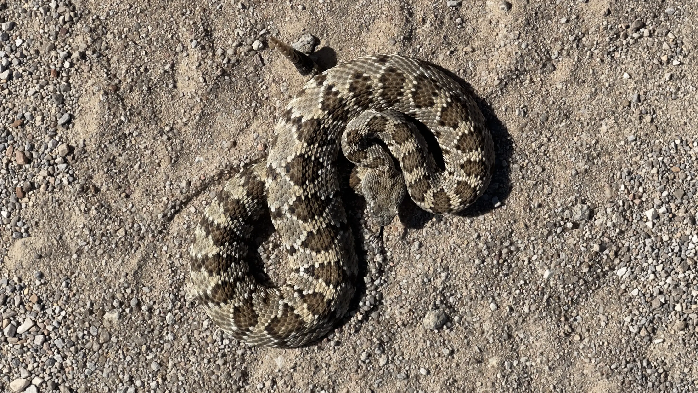 A Southern Pacific Rattlensake outside of Lone Pine, CA. There has been a surge of rattlesnake bites in Southern California in 2026, making rattlesnake awareness of paramount concern. Image by Five Miles Further