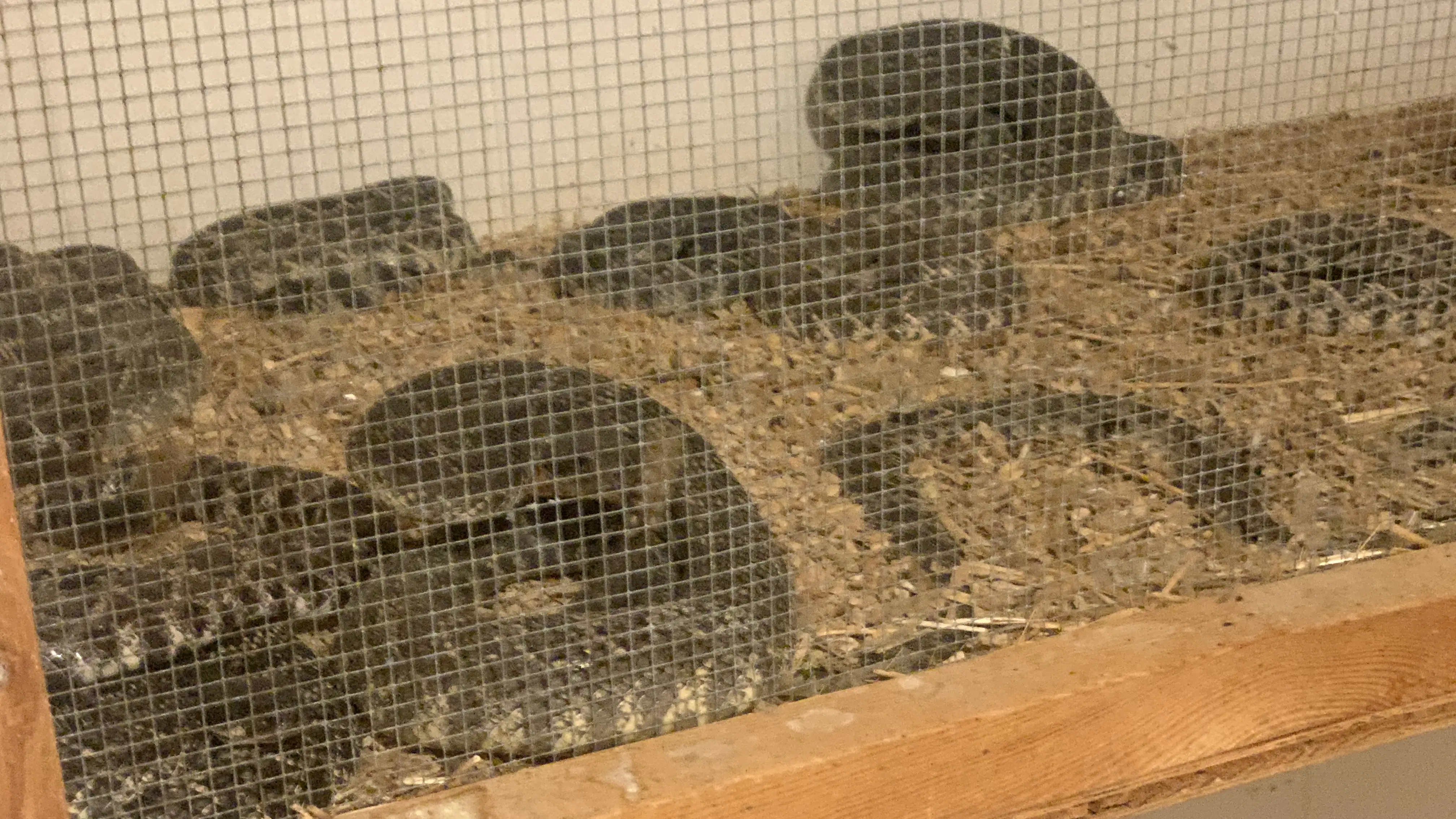 The dog-trainer's snakes at the end of the hallway