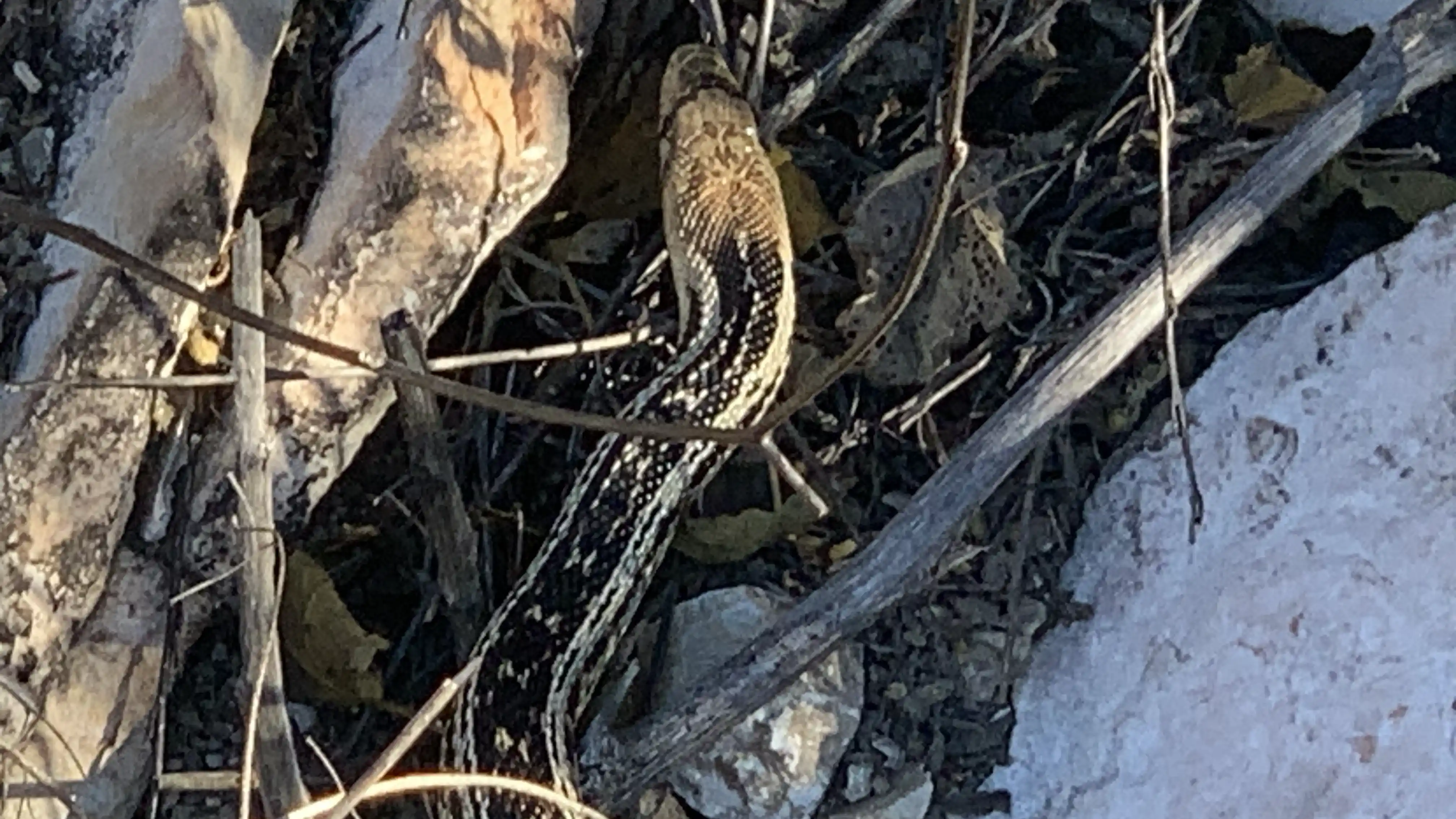 Gopher snake in chapparel, Thousand Oaks CA, November 2025