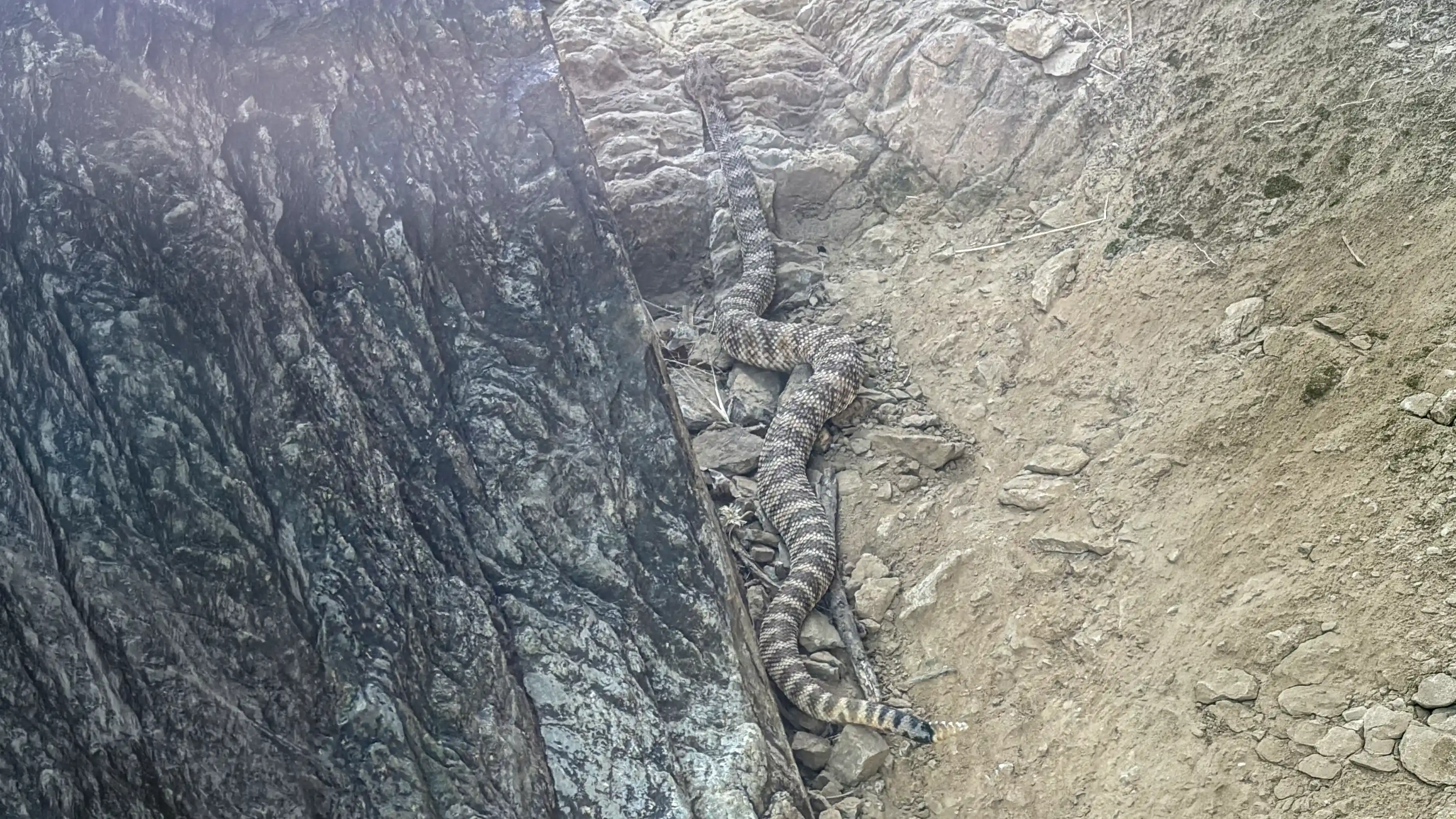 Mojave Green Rattlesnake crossing a gravel road, Barstow CA, May 2026