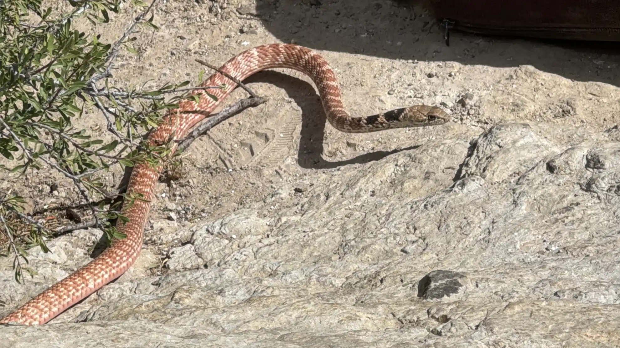 Red Racer crossing out path, Barstow CA, May 2026