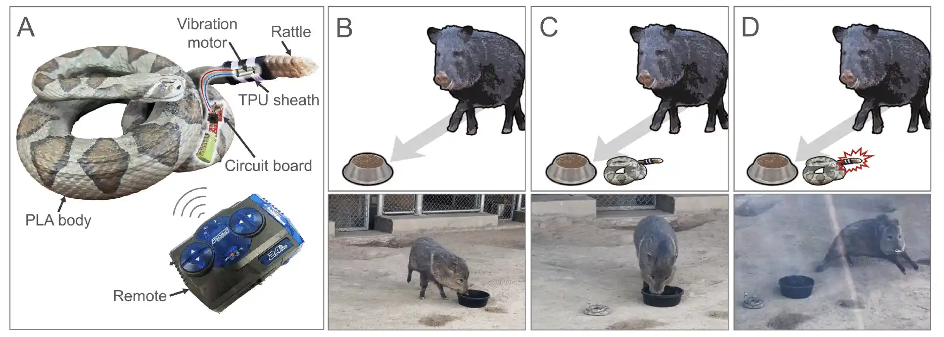 The robotic rattlesnake and experimental set-up, Da Cunha, et. al https://doi.org/10.1371/journal.pone.0343121.g001