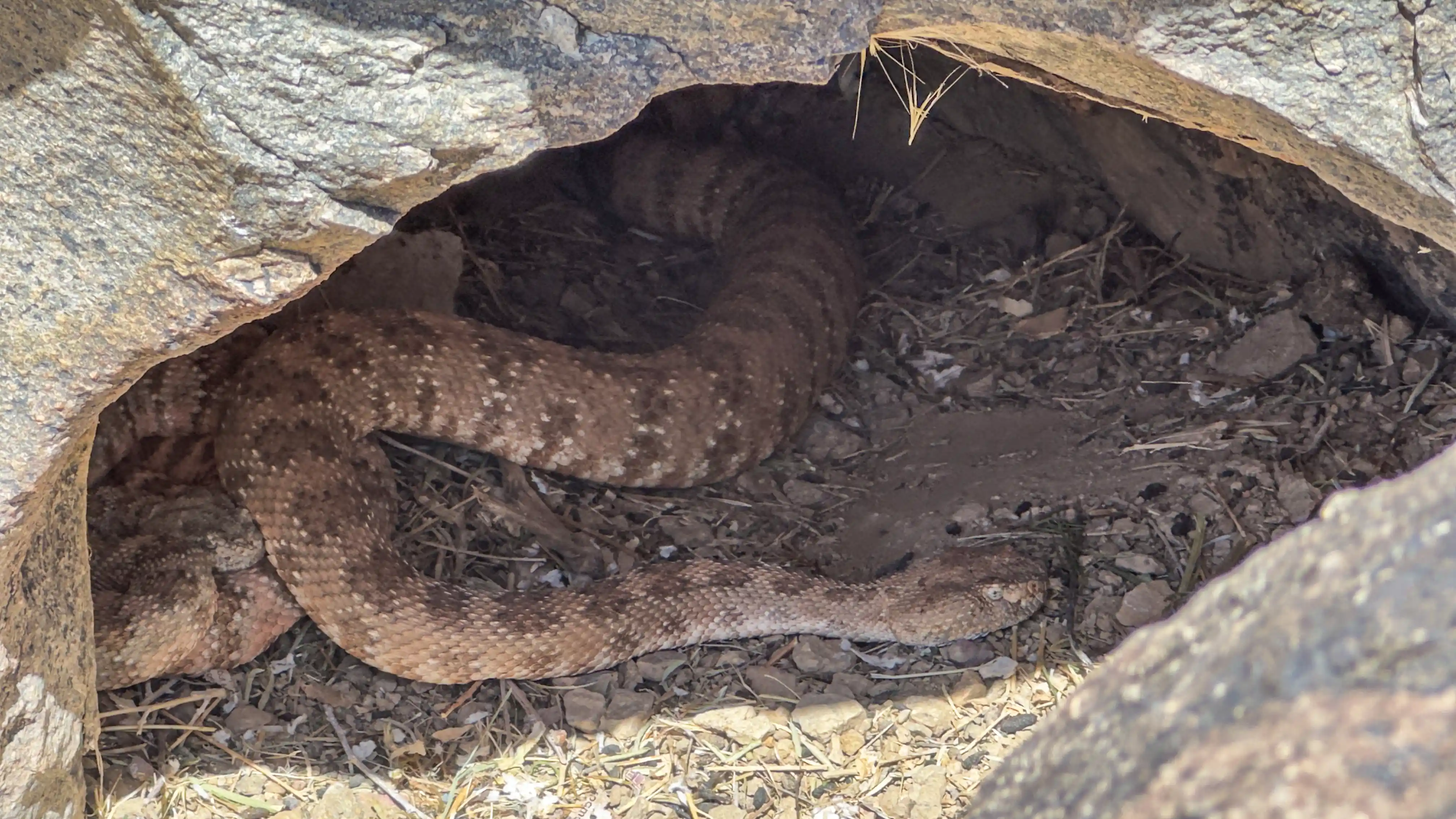 Southwestern Speckled Rattlesnake coiled in a rock den, Barstow CA, May 2026