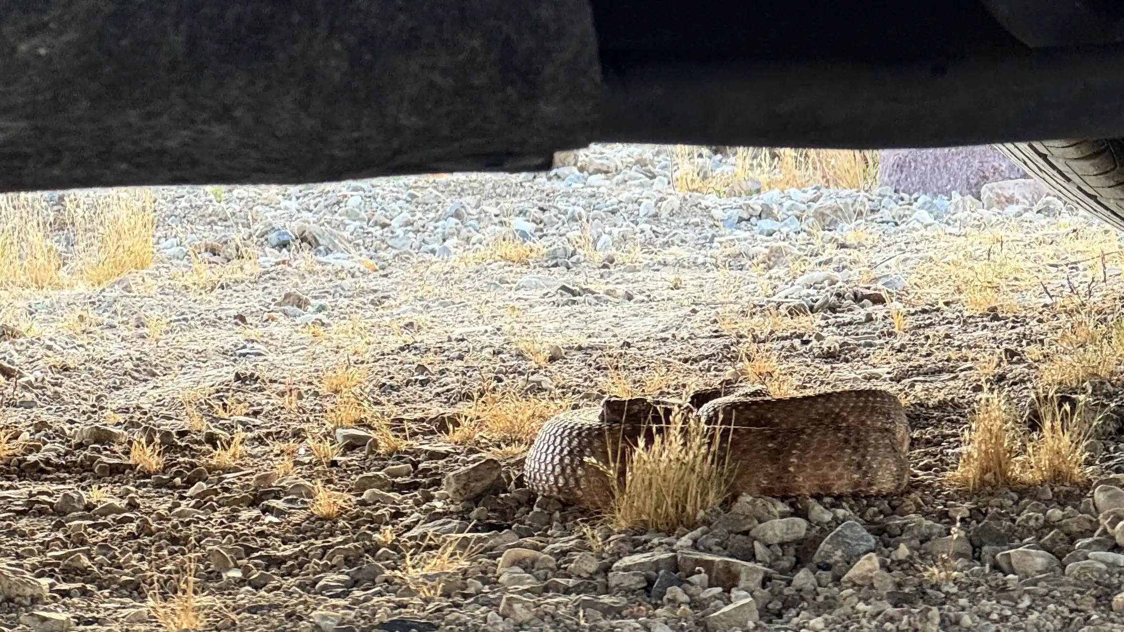 Southwestern Speckled Rattlesnake sheltering under a student car, Barstow CA, May 2026. Image by Five Miles Further.